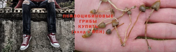 прущие грибы Балабаново